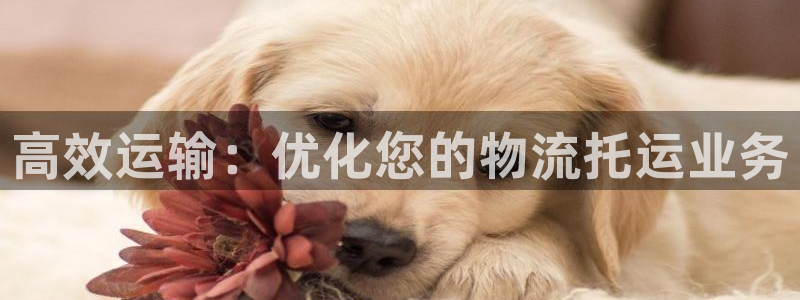 ,优游国际是啥：高效运输：优化您的物