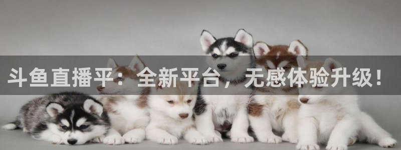 咪咕体育直播平台：斗鱼直播平：全新平台，无感体验升级！